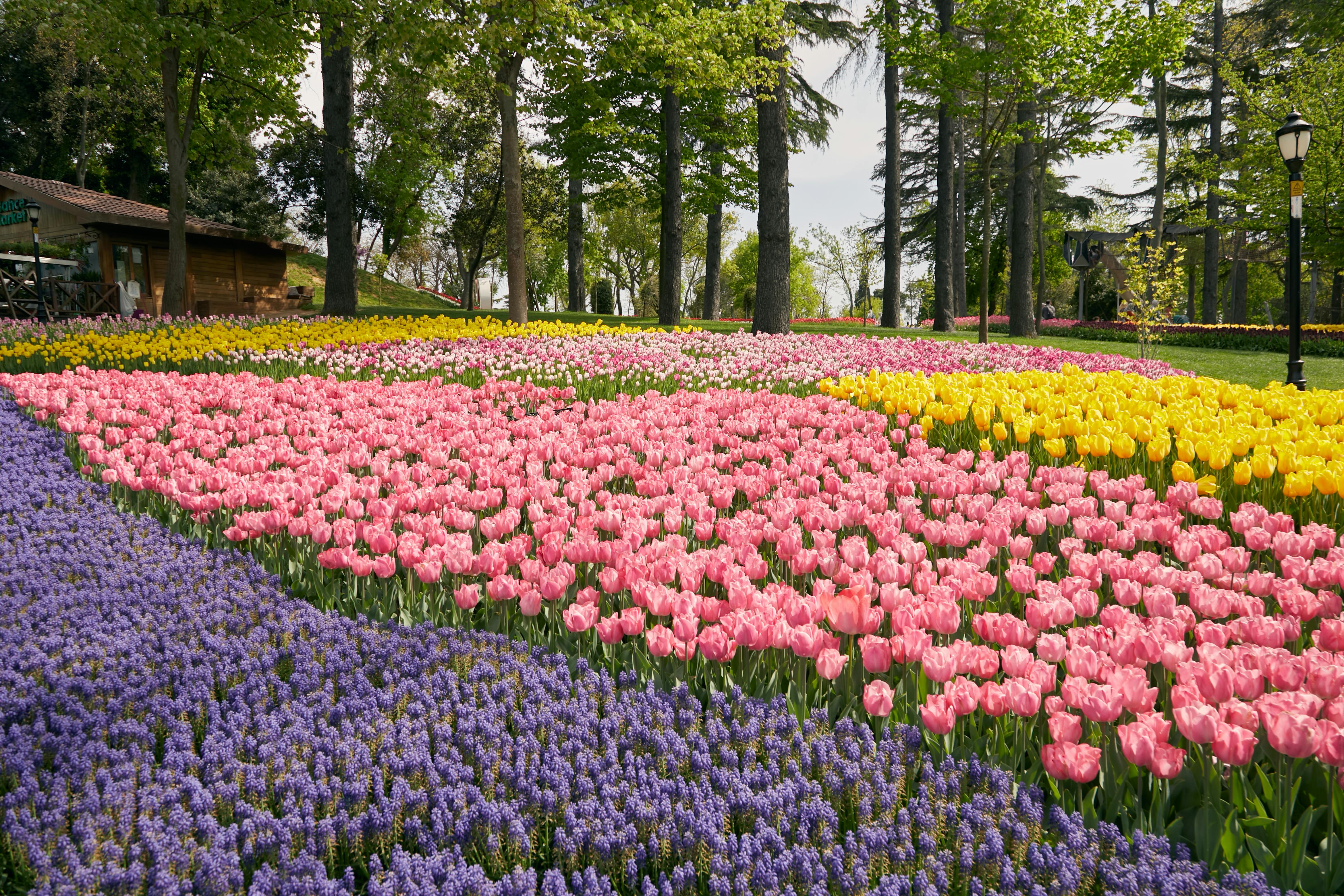 Kashmir Heaven: Tulip Festival